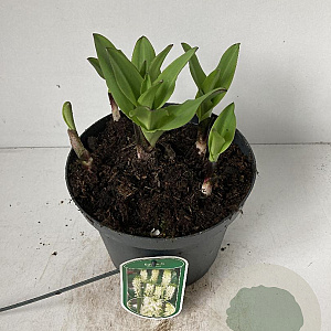 Eucomis autumnalis 25-30 cm 3,5L