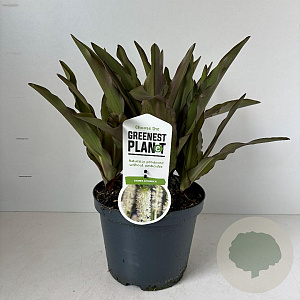 Eucomis autumnalis 25-30 cm 3,5L