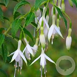 Fuchsia 'Hawkshead' 30-40 cm 3,0L