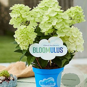 Hydrangea pan. Bloomulus Nimbus 35-45 cm 5,0L