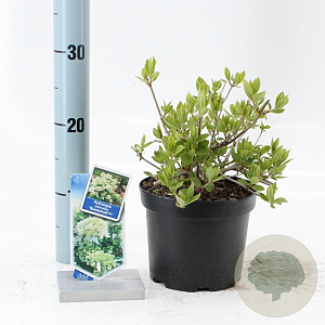 Hydrangea pan. 'Bombshell' 25-30 cm 2,0L