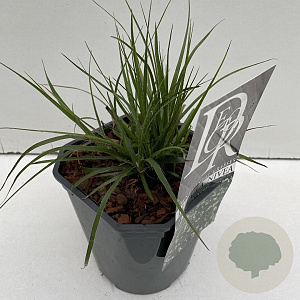 Luzula nivea 35-40 cm 2,0L vierkant