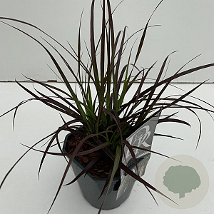 Pennisetum advena 'Summer Samba' 35-40 cm 2,0L vierkant