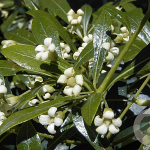 Pittosporum heterophyllum 30-40 cm 3,0L