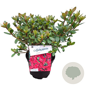 Rhododendron (AJ) 'Arabesk' 20-25 cm 2,0L
