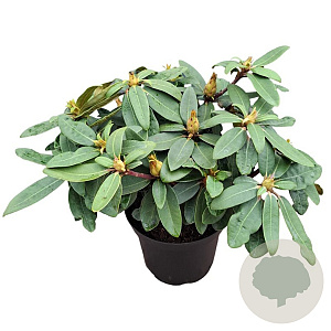 Rhododendron (Y) 'Bohl Roter Stern' 25-30 cm 5,0L