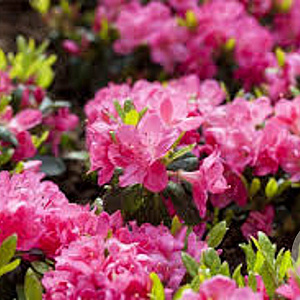 Rhododendron (AZ) 'Canzonetta' 25-30 cm 2,0L