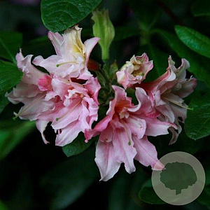 Rhododendron (AO) 'Double Parfait' 20-25 cm 3,0L