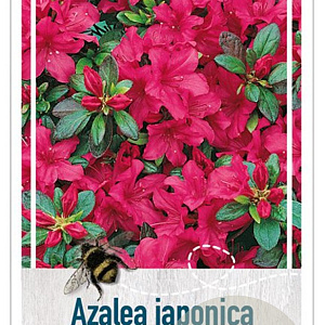 Rhododendron (AJ) 'Excelsior' 25-30 cm 4,0L