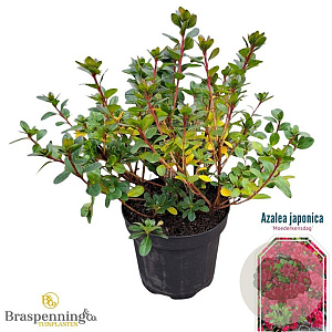 Rhododendron (AJ) 'Moederkensdag' 20-25 cm 2,0L