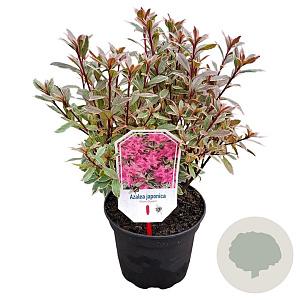 Rhododendron (AJ) 'Silver Queen' 20-25 cm 2,0L