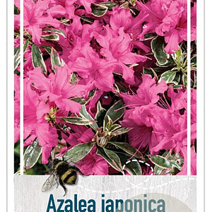 Rhododendron (AJ) 'Silver Queen' 25-30 cm 4,0L
