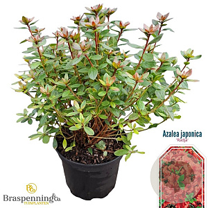 Rhododendron (AJ) 'Radja' 20-25 cm 2,0L