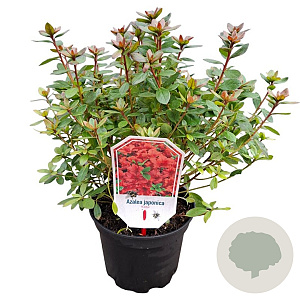 Rhododendron (AJ) 'Radja' 20-25 cm 2,0L