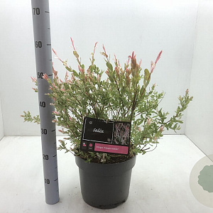 Salix integra 'Hakuro-nishiki' 40-50 cm 5,0L
