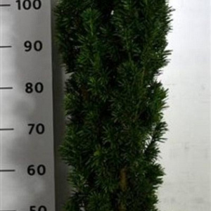 Taxus b. 'Fastigiata Robusta' 100-125 cm 20L