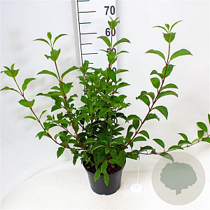 Viburnum bodn. 'Charles Lamont' 40-50 cm 5,0L