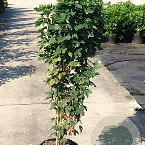 Laburnum anagyroides 'Sunspire' 150-175 cm draadkluit meerstammig