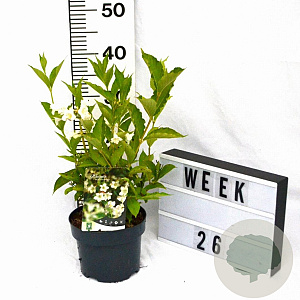Weigela 'Bristol Snowflake' 25-35 cm 2,0L