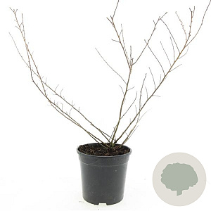 Escallonia 'Donard Seedling' GM C1.3