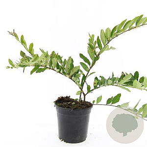 Ligustrum obtusifolium regelianum GM C1.3