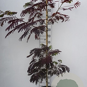 Albizia julibr. 'Summer Chocolate' 100-125 cm 30L