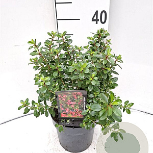Escallonia 'Red Dream' 25-30 cm 2,0L