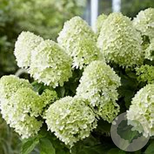 Hydrangea pan. Little Spooky GM 2,0L