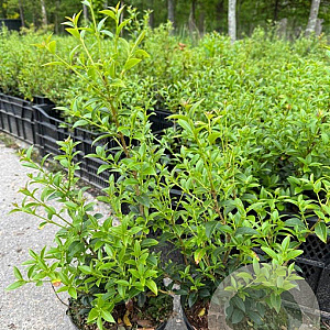 Osmanthus burkwoodii 20-30 cm 2,0L