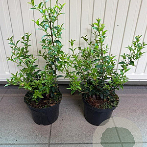 Osmanthus burkwoodii 20-30 cm 2,0L