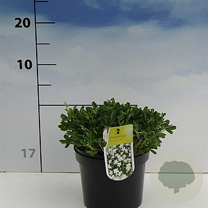 Potentilla tridentata 'Nuuk' 20-30 cm 2,0L