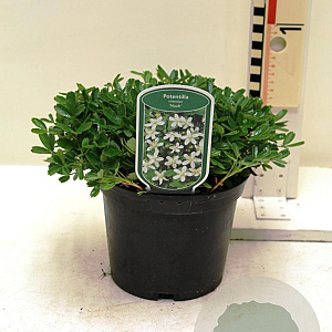 Potentilla tridentata 'Nuuk' 20-30 cm 2,0L
