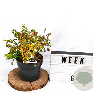 Abelia grandifl. 'Francis Mason' 40-60 cm 3,0L