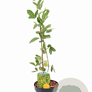Argyrocytisus battandieri 40-60 cm 3,0L