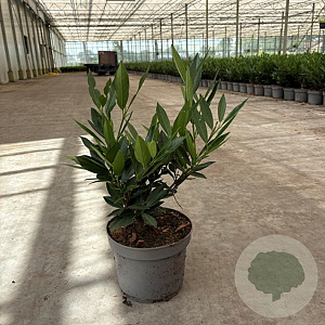 Prunus l. 'Otto Luyken' 30-40 cm 3,5L