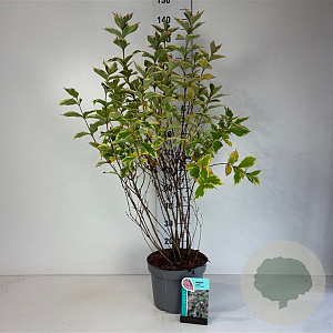 Weigela 'Nana Variegata' 60-80 cm 10L