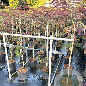 Albizia julibr. 'Evi's Pride' 80-100 cm 7,5L