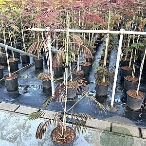 Albizia julibr. 'Evi's Pride' 80-100 cm 7,5L