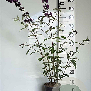 Buddleja d. 'Border Beauty' GM 2,0L