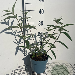 Buddleja d. 'Ile de France' GM 2,0L