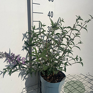 Buddleja d. 'Nanho Blue' GM 2,0L