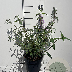 Buddleja d. 'Nanho Blue' GM 2,0L