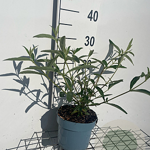 Buddleja d. 'Royal Red' GM 2,0L