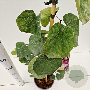 Cercis siliquastrum 60-80 cm 3,0L