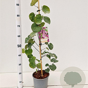 Cercis siliquastrum 60-80 cm 3,0L