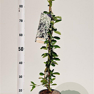 Exochorda 'The Bride' 70-80 cm 2,5L