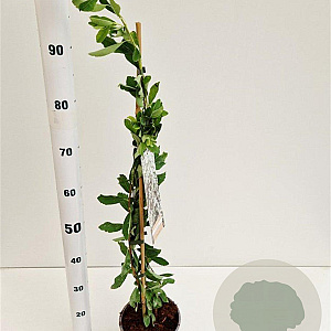 Exochorda 'The Bride' 70-80 cm 2,5L
