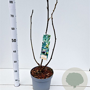 Ficus car. 'Brown Turkey' 50-60 cm 7,5L