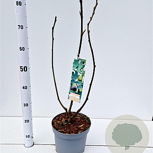 Ficus car. 'Brown Turkey' 50-60 cm 7,5L