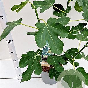 Ficus car. 'Brown Turkey' 50-60 cm 7,5L